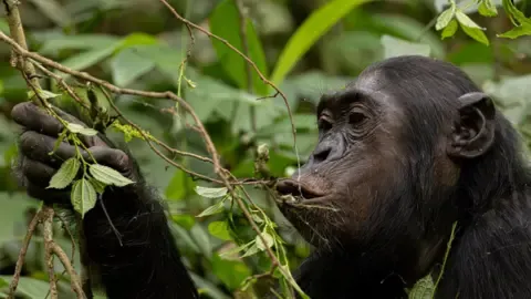 Chimpanzees Ingesting a Daily Dose of an Alcoholic Beverage Daily from Fermented Fruits, Investigation Reveals