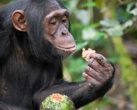 Chimpanzees Consume Daily Alcohol Comparable to a Beer from Ripe Figs